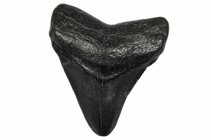 Juvenile Megalodon Tooth - South Carolina #340543